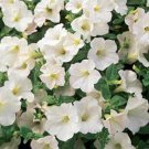 White Petunia Grandiflora 100  Flower Seeds, easy to grow   #IEB14