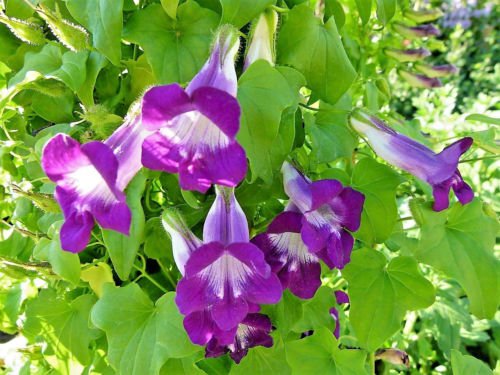 10 Flower Seeds Mixed Dragonsnap Vine Asarina Scandens  #IEB14