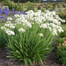 White Lily Of The Nile Agapanthus Orientalis African Lily 25 Flower Seeds   #IEB14