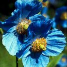 10  Flower Seeds  Blue Himalayan Poppy Tibetan Meconopsis Betonicifolia      #IEB14