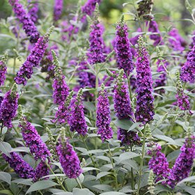 Violet Purple Butterfly Bush Buddleia Davidii, 50 Flower Seeds     #IEB14