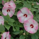 10 Flower Seeds Pink & White Luna Pink Swirl, easy to grow     #IEB14