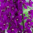 50 Flower Seeds Violetta Verbascum Phoeniceum Purple, easy to grow      #IEB14