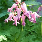 Flower Seeds  Fringed Bleeding Heart Pink,10 seeds  #IEB14