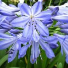 Blue Lily Of The Nile Agapanthus Orientalis African Lily 25 Flower Seeds, easy to grow     #IEB14