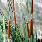 Cattails Cat Tails Typha Latifolia, 50 Flower Seeds     #IEB14