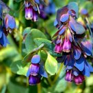 10 Flower Seeds Blue Shrimp Plant   Honeywort Cerinthe Major, easy to grow      #IEB14