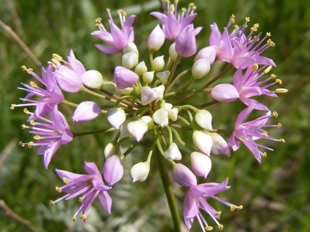 100 Prairie Allium  radish Pink Flower Seeds      #IEB14