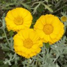 500 Flower Seeds Marigold Yellow Desert , easy to grow    #IEB14