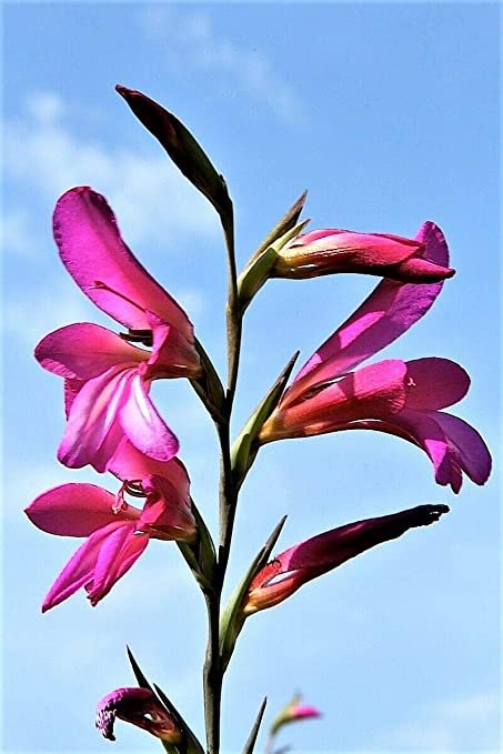 Italian Gladiolus Italicus Sword Lily Purple Pink color, 10 Flower Seeds    #IEB14