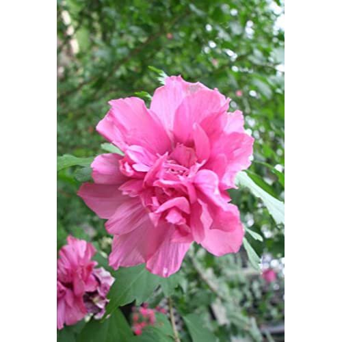 50 Flower seeds Dark Pink Double Rose Of Sharon Hibiscus Syriacus, easy to grow       #IEB14