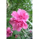 50 Flower seeds Dark Pink Double Rose Of Sharon Hibiscus Syriacus, easy to grow       #IEB14