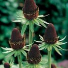 30 Flower Seeds Western Coneflower Rudbeckia  Black , great for your garden     #IEB14