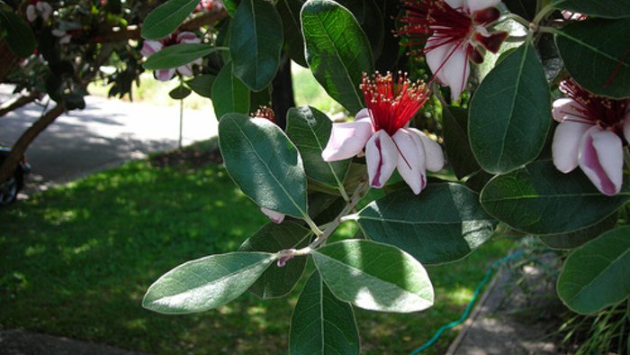 10 Pineapple Guava Fruit Brazilian Or Fig Guava Flower  seeds     #IEB14