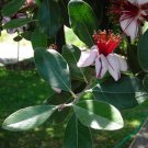 10 Pineapple Guava Fruit Brazilian Or Fig Guava Flower  seeds     #IEB14
