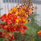 Red Bird Of Paradise Caesalpinia Pulcherrima Barbados Peacock, 10 Flower Seeds    #IEB14