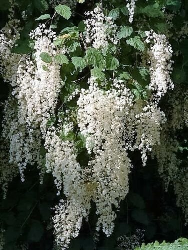 White Ocean Spray Shrub, 100 Flower Seeds #IEB14