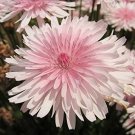 25 Flower Seeds  Pink Hawksbeard Crepis Rubra    #IEB14