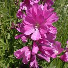 Pink Checkermallow, 50  Flower Seeds  #IEB14