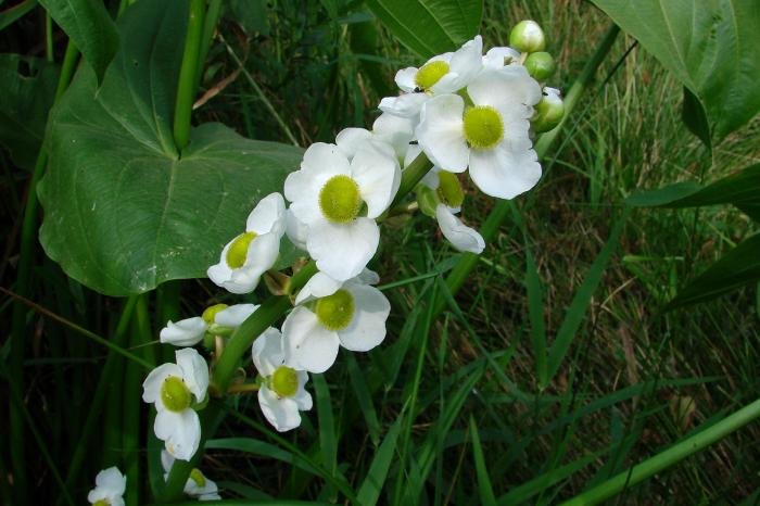White Broadleaf Arrowhead Sagittaria Latifolia,500 Flower Seeds #IEB14