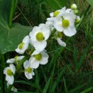 White Broadleaf Arrowhead Sagittaria Latifolia,500 Flower Seeds #IEB14