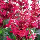 30 Flower Herb Seeds Red Agastache Heather queen, easy to grow    #IEB14