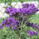100 Missouri Ironweed   Purple  flower seeds, easy to grow     #IEB14