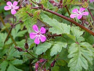 30 Flower Seeds Herb Robert Geranium Robertianum Cranesbill Pink , easy to grow   #IEB14