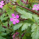 30 Flower Seeds Herb Robert Geranium Robertianum Cranesbill Pink , easy to grow   #IEB14