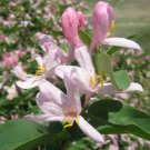 50 Flower Seeds Tartarian Asian Honeysuckle Lonicera Tartarica, easy to grow     #IEB14