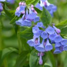 25 Flower Seeds Virginia Bluebells True Blue & Pink  color   #IEB14