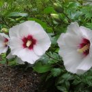 White Rose Of Sharon Hibiscus Syriacus, 50  Flower   Seeds    #IEB14