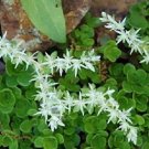 50 Flower Seeds  White  Silver King  Sedum Glaucophyllum   #IEB14