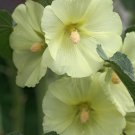 25 Flower Seeds Yellow Hollyhock Alcea Rosea Perennial, easy to grow   #IEB14