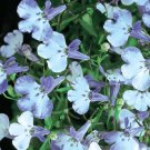 200 Flower Seeds Blue Splash Lobelia Regatta Blue & White Erinus, easy to grow    #IEB14
