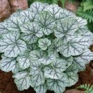 1200 seeds Bressingham Hybrid Mixed Coral Bells  #IEB14