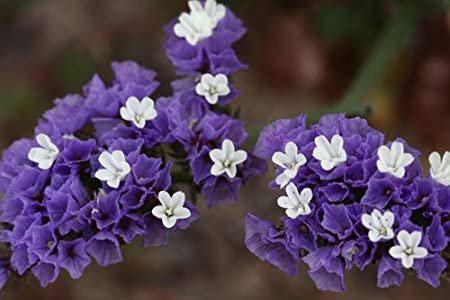 Purple Statice / Sea Lavender Limonium Sinuatum, 50 Flower Seeds   #IEB14
