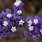 Purple Statice / Sea Lavender Limonium Sinuatum, 50 Flower Seeds   #IEB14