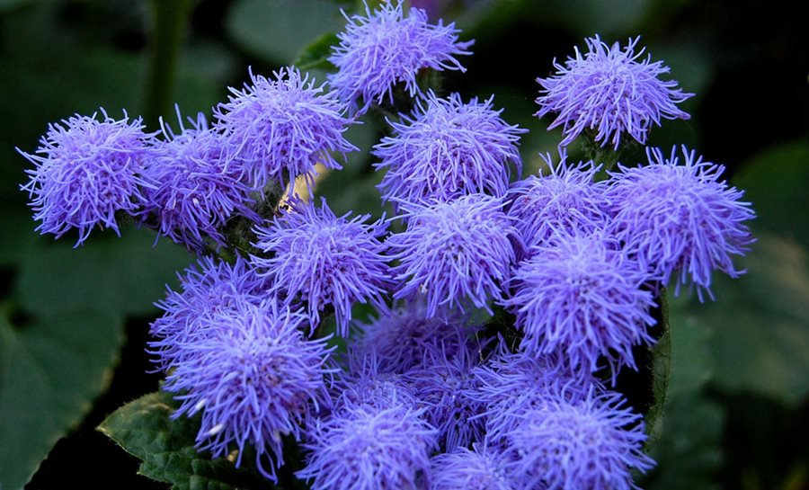 Dwarf Blue Mink Ageratum Houstonianum Fuzzy Double, 100 seeds     #IEB14