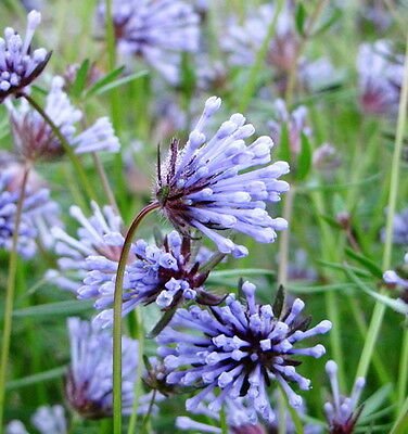 Blue Surprise Woodruff Asperula Orientalis Azura Herb, 20 Flower Seeds      #IEB14