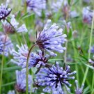 Blue Surprise Woodruff Asperula Orientalis Azura Herb, 20 Flower Seeds      #IEB14