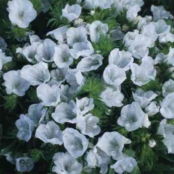25 Flower Seeds White Viper's Bugloss Echium Plantagineum White, easy to grow  #IEB14