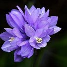 30 Flower Seeds Wild Blue Hyacinth Dichelostemma Blue color easy to grow   #IEB14