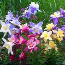 100 Flower Seeds  Dwarf Columbine Aquilegia Mixed Colors     #IEB14