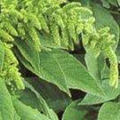Green Thumb Amaranthus Hypochondriacus, 200  Flower Seeds   #IEB14