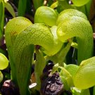 Carnivorous Cobra Lily Darlingtonia Californica, 10 Flower  seeds   #IEB14