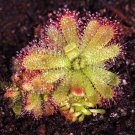 10 Flower Seeds  Sundew Drosera Carnivorous, easy to grow  #IEB14