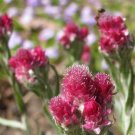 20 Flower Seeds Red Pussytoes Pink , great for your garden       #IEB14