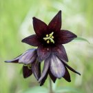 10 Flower Seeds Chocolate Lily Black, easy to grow           #IEB14