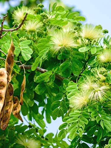 Woman's Tongue Tree White   Nectar 20 flower  Seeds, easy to grow #IEB14